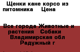 Щенки кане корсо из  питомника! › Цена ­ 65 000 - Все города Животные и растения » Собаки   . Владимирская обл.,Радужный г.